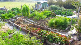 Linda's top shelf organic vege patch. I could spend all day in there...